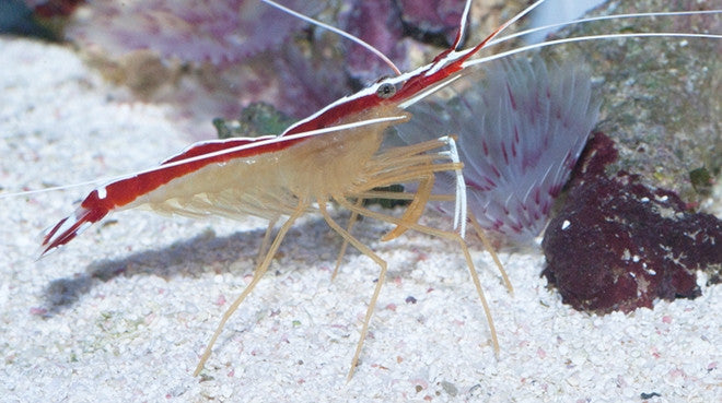 Buy Cleaner Shrimp Online | Saltwater Aquarium Fish and Coral | Vivid Aquariums