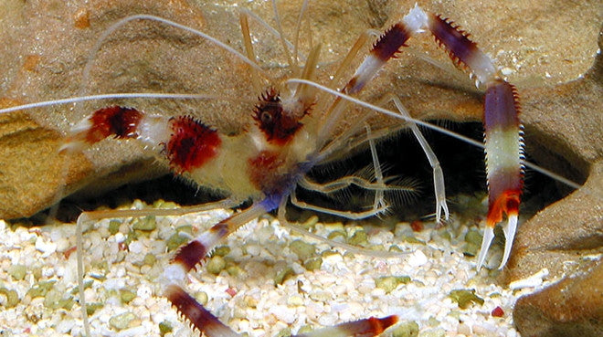 Banded Coral Shrimp: Saltwater Aquarium Shrimp for Marine Reef Aquariums