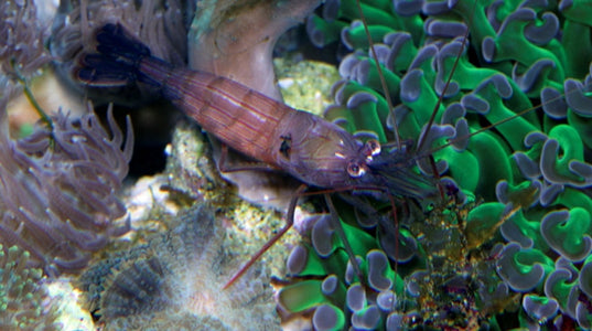 Buy Peppermint Shrimp Online | Saltwater Aquarium Fish and Coral | Vivid Aquariums
