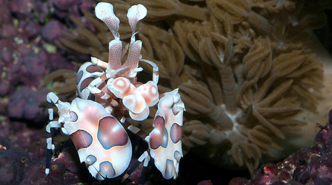 Buy Harlequin Shrimp Online | Saltwater Aquarium Fish and Coral | Vivid Aquariums