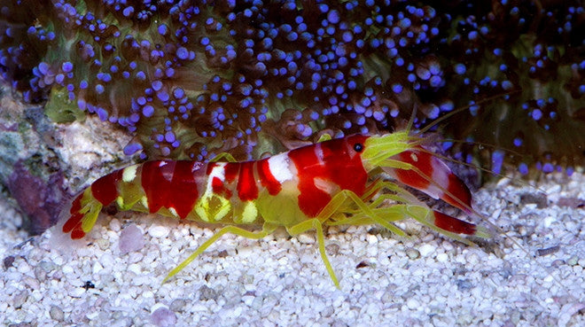 Buy Red Banded Pistol Shrimp Online | Saltwater Aquarium Fish and Coral | Vivid Aquariums