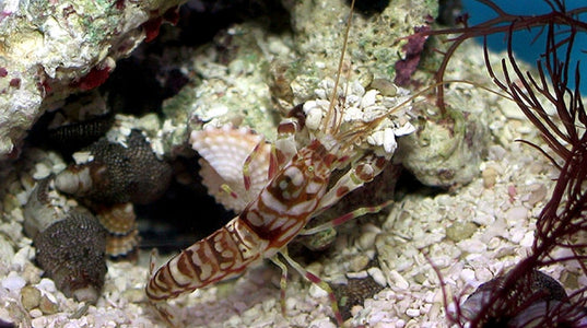 Buy Tiger Pistol Shrimp Online | Saltwater Aquarium Fish and Coral | Vivid Aquariums