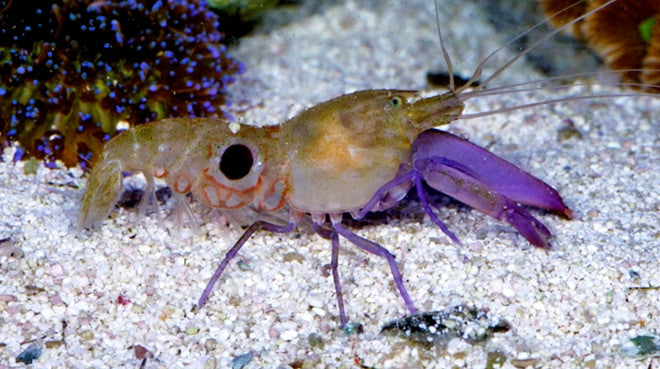 Buy Bullseye Pistol Shrimp Online | Saltwater Aquarium Fish and Coral | Vivid Aquariums