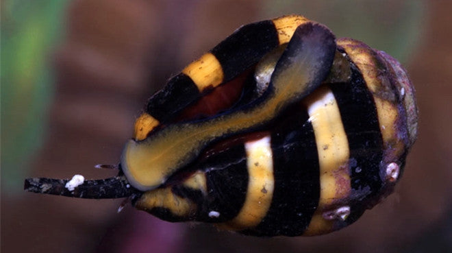 Buy Bumble Bee Snail Online | Saltwater Aquarium Fish and Coral | Vivid Aquariums