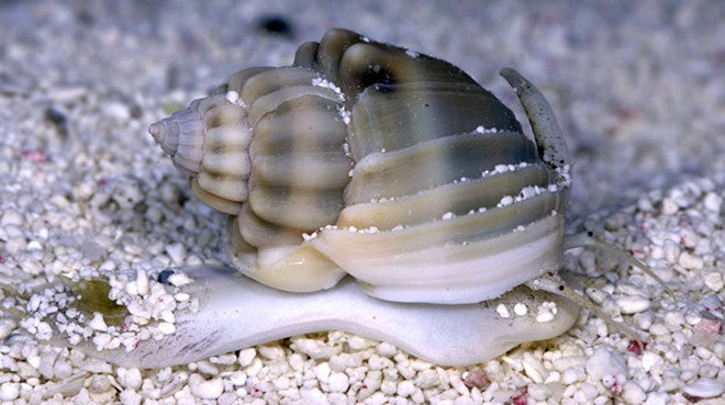 Buy Nassarius Snail Online | Saltwater Aquarium Fish and Coral | Vivid Aquariums