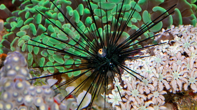 Buy Black Longspine Urchin Online | Saltwater Aquarium Fish and Coral | Vivid Aquariums