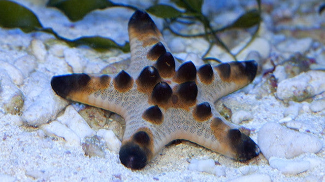 Buy Chocolate Chip Starfish Online | Saltwater Aquarium Fish and Coral | Vivid Aquariums