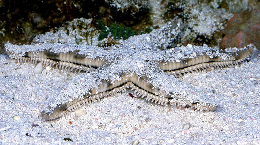 Buy Sand Sifting Starfish Online | Saltwater Aquarium Fish and Coral | Vivid Aquariums