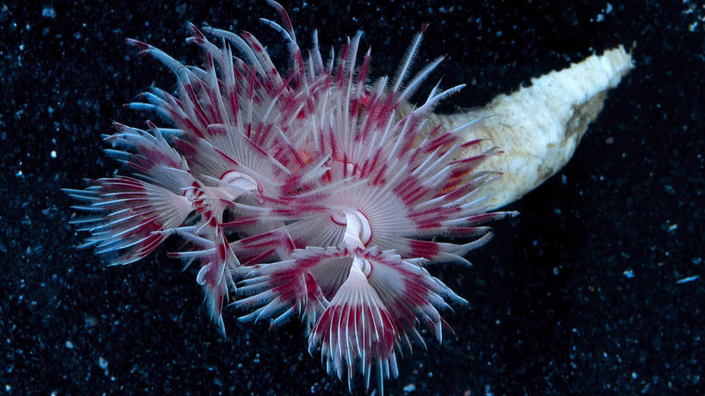 Buy Pink & White Coco Worm Online | Saltwater Aquarium Fish and Coral | Vivid Aquariums