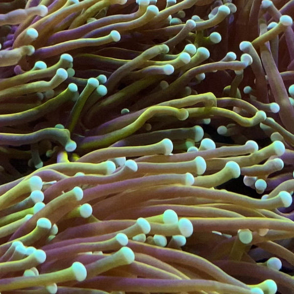 Buy Ultra Gold Indo Torch Coral | Live Coral for Sale - Vivid