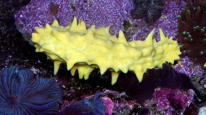 Buy Yellow Cucumber Online | Saltwater Aquarium Fish and Coral | Vivid Aquariums