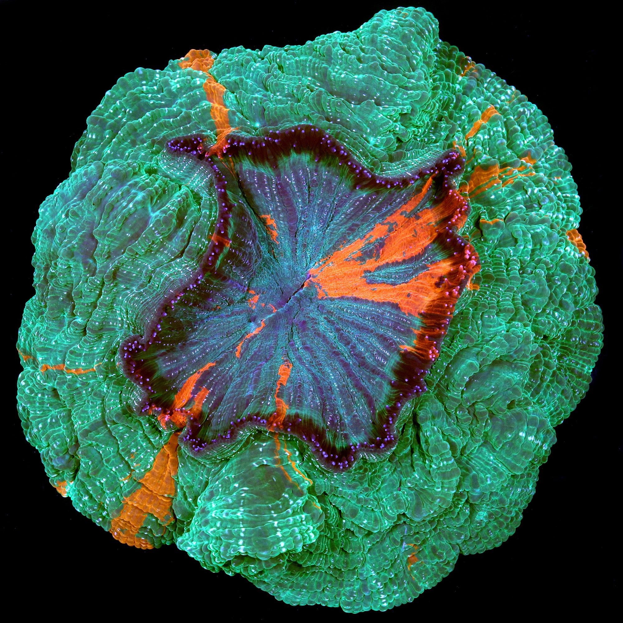 Michelangelo Acanthophyllia Coral