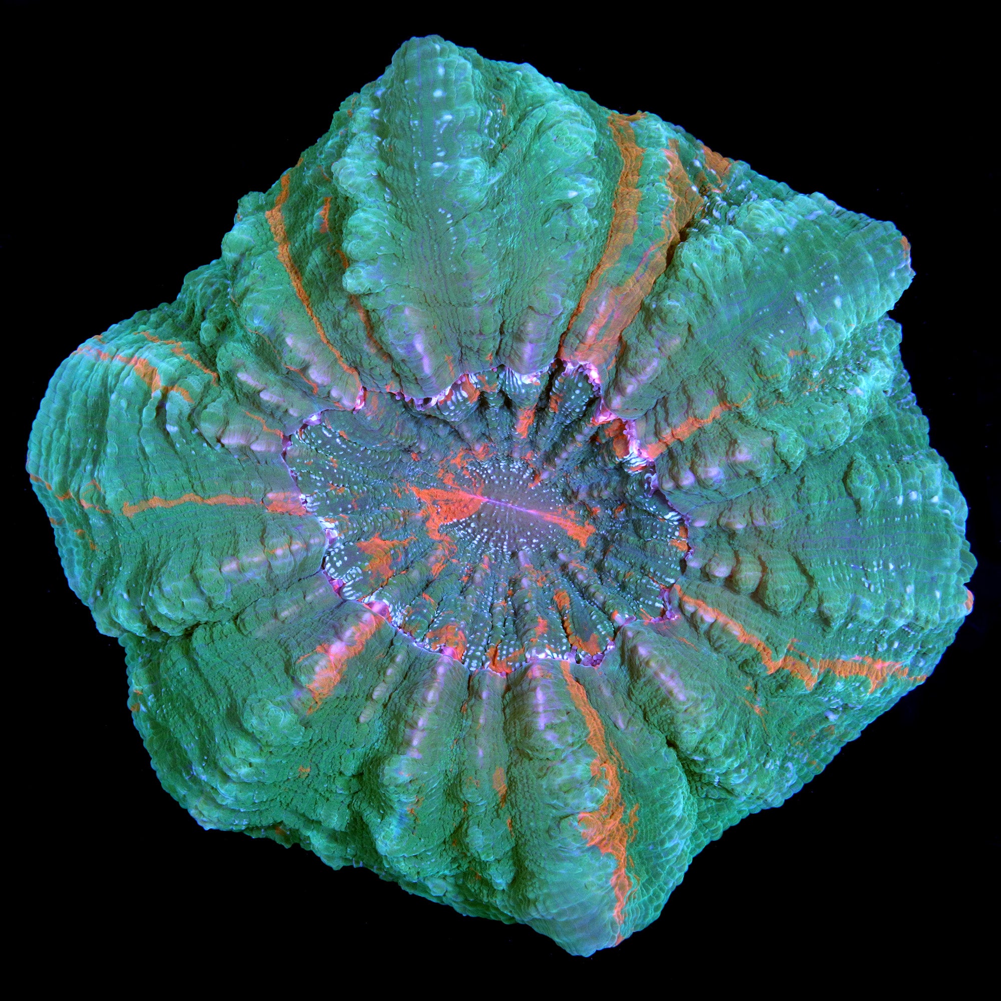 Ultra Acanthophyllia Coral