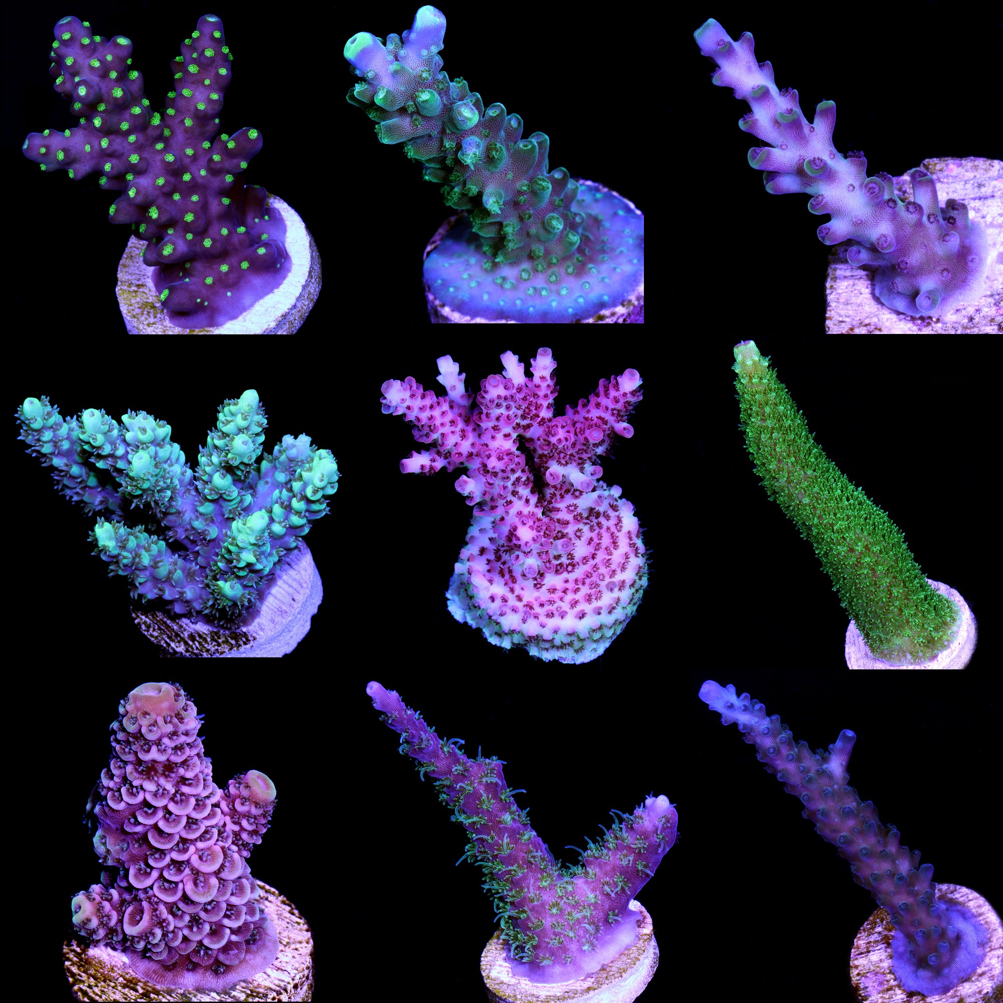 Assorted Acropora Coral Frag Pack
