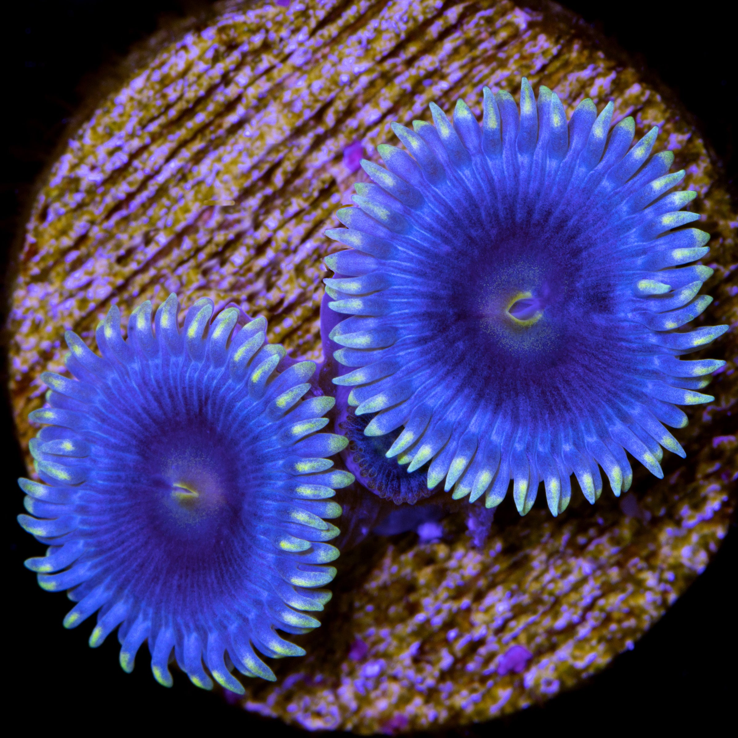 Buy Live Coral for Sale Rare Coral Sale Corals Vivid Aquariums Page 7