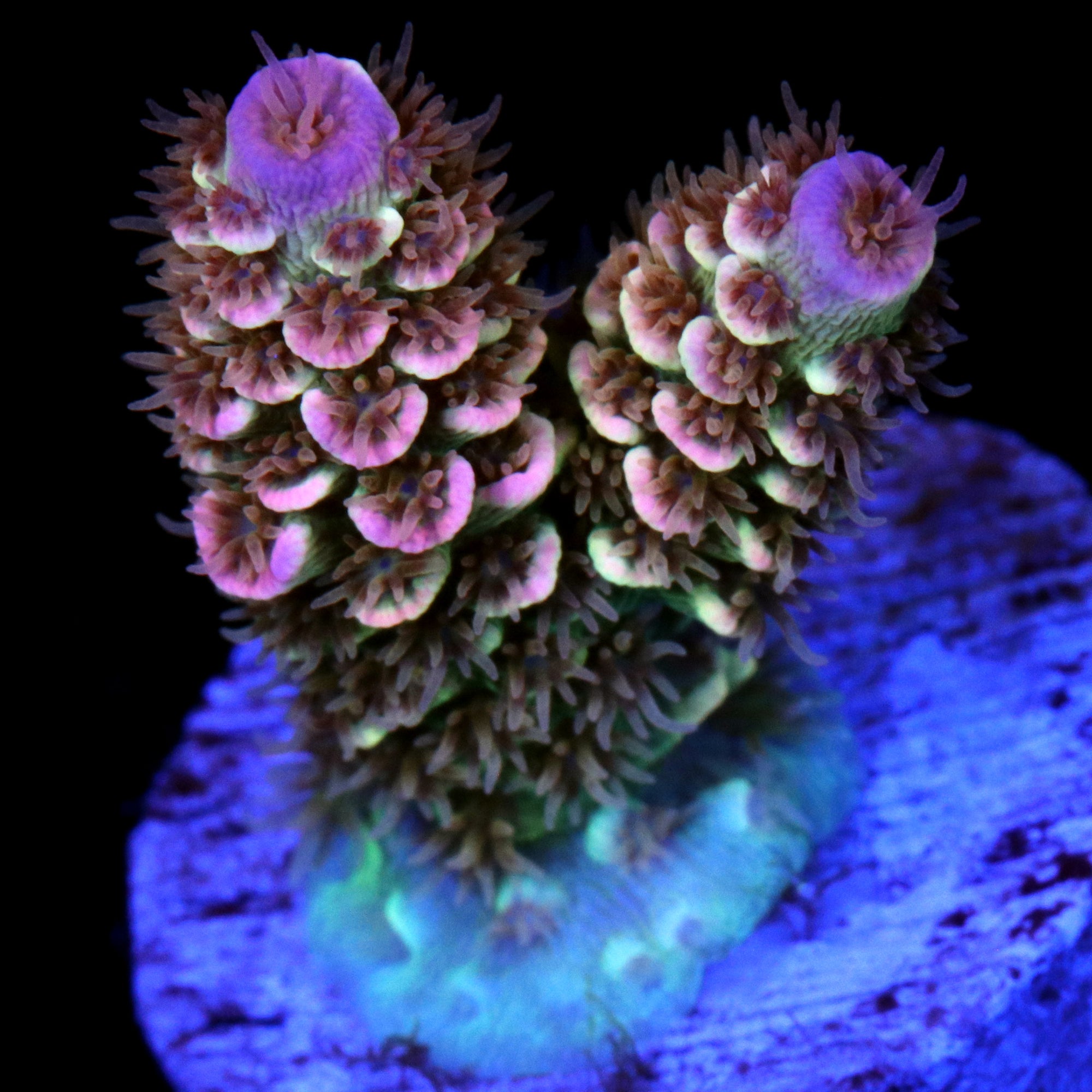 Apollo Tenuis Acropora Coral