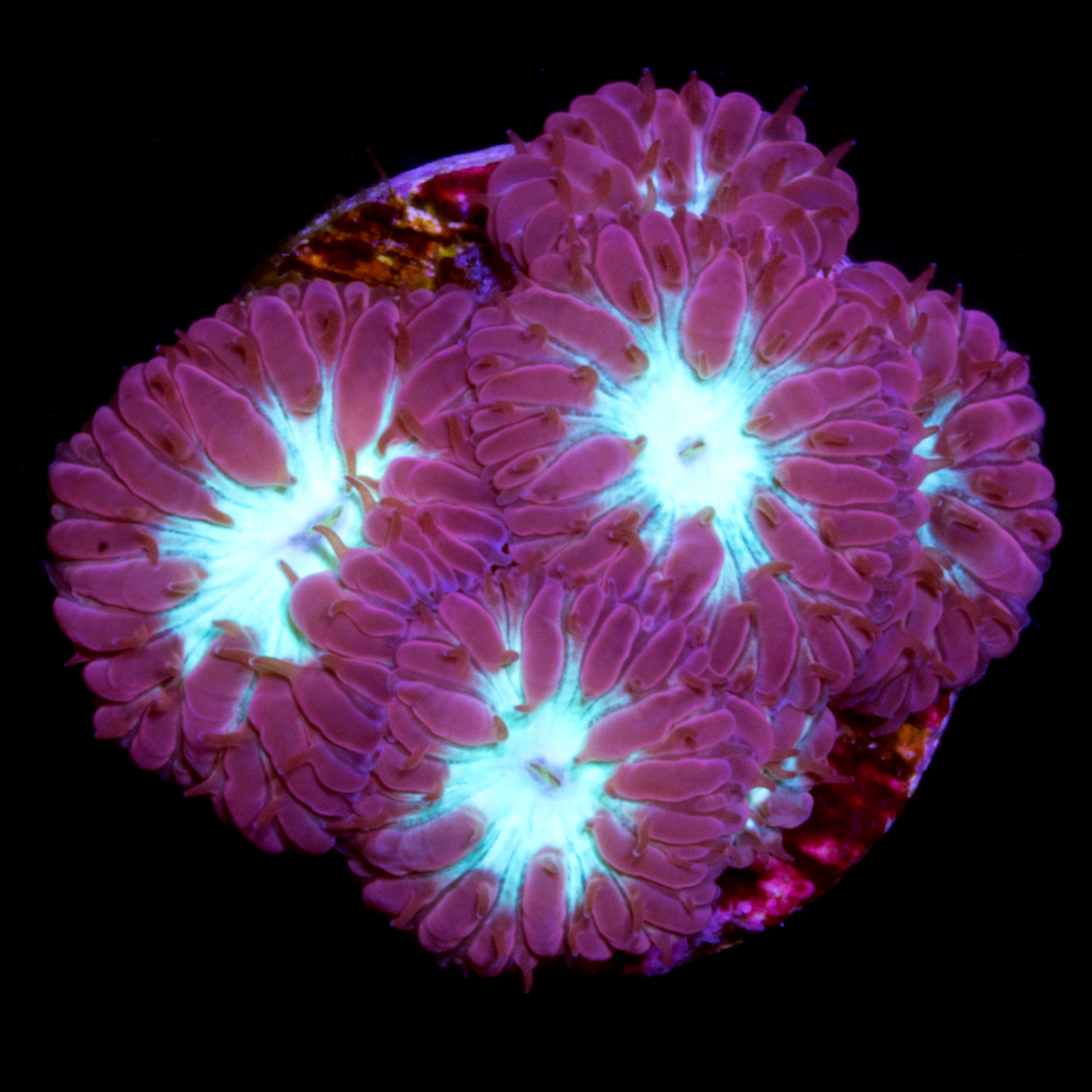 Beginner Corals for Sale Buy Beginner Corals Live Coral Rare