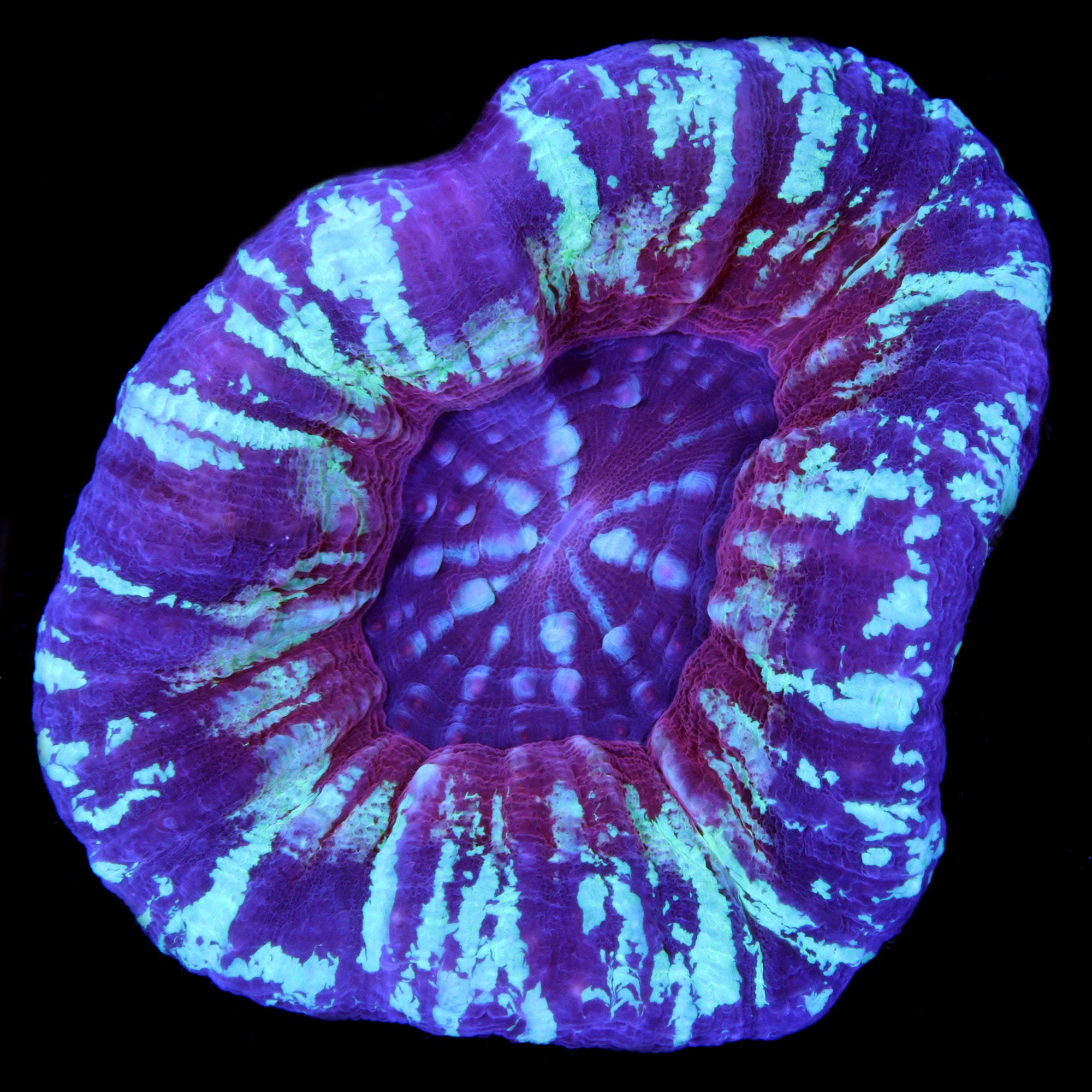 Aussie Nebula Scolymia Coral