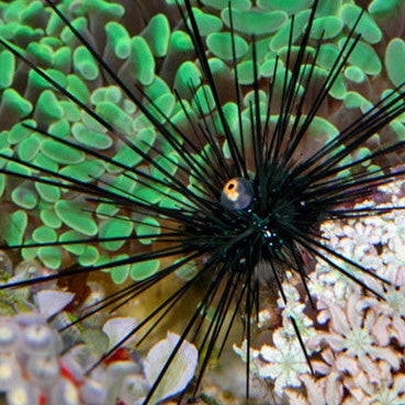 Black Longspine Urchin