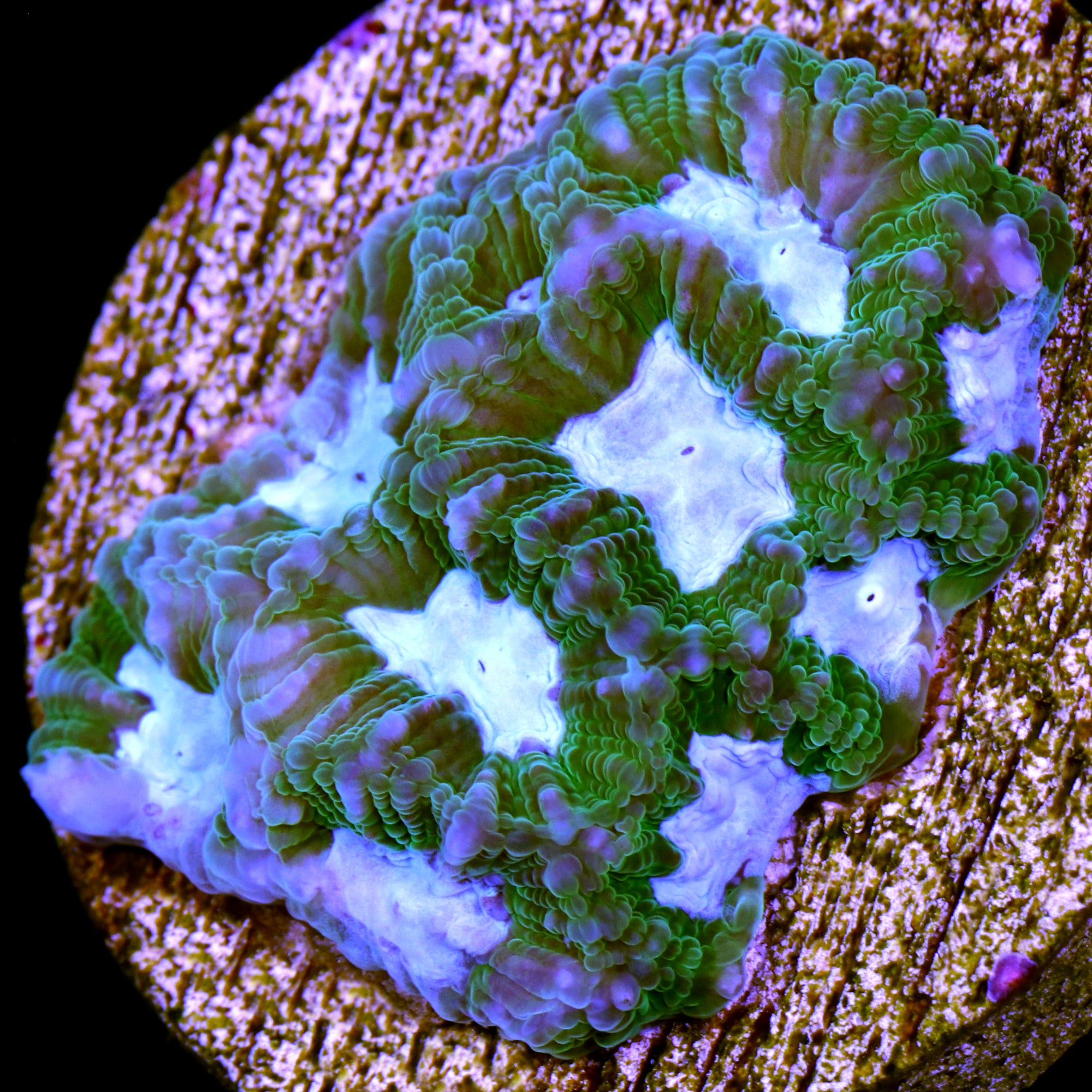 Vivid's Blue Eye Favia Coral