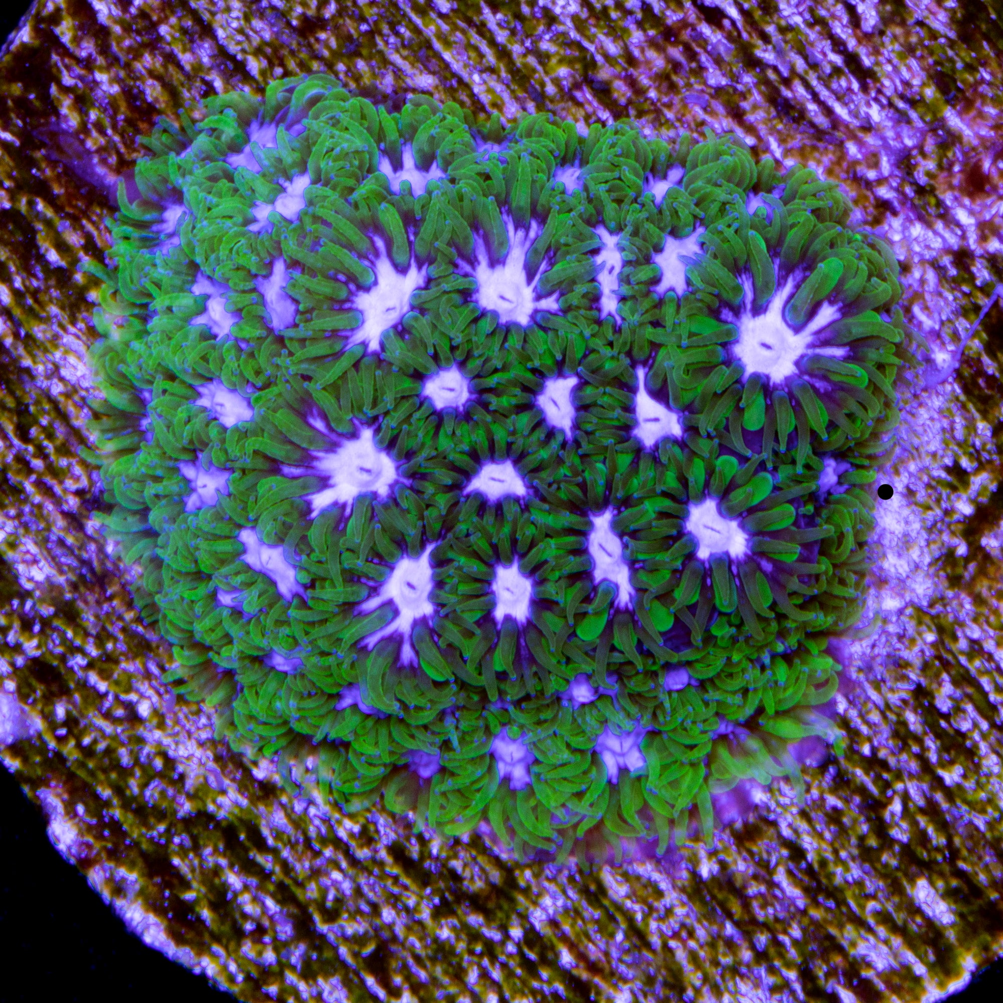 Blue & Green Leptastrea Coral