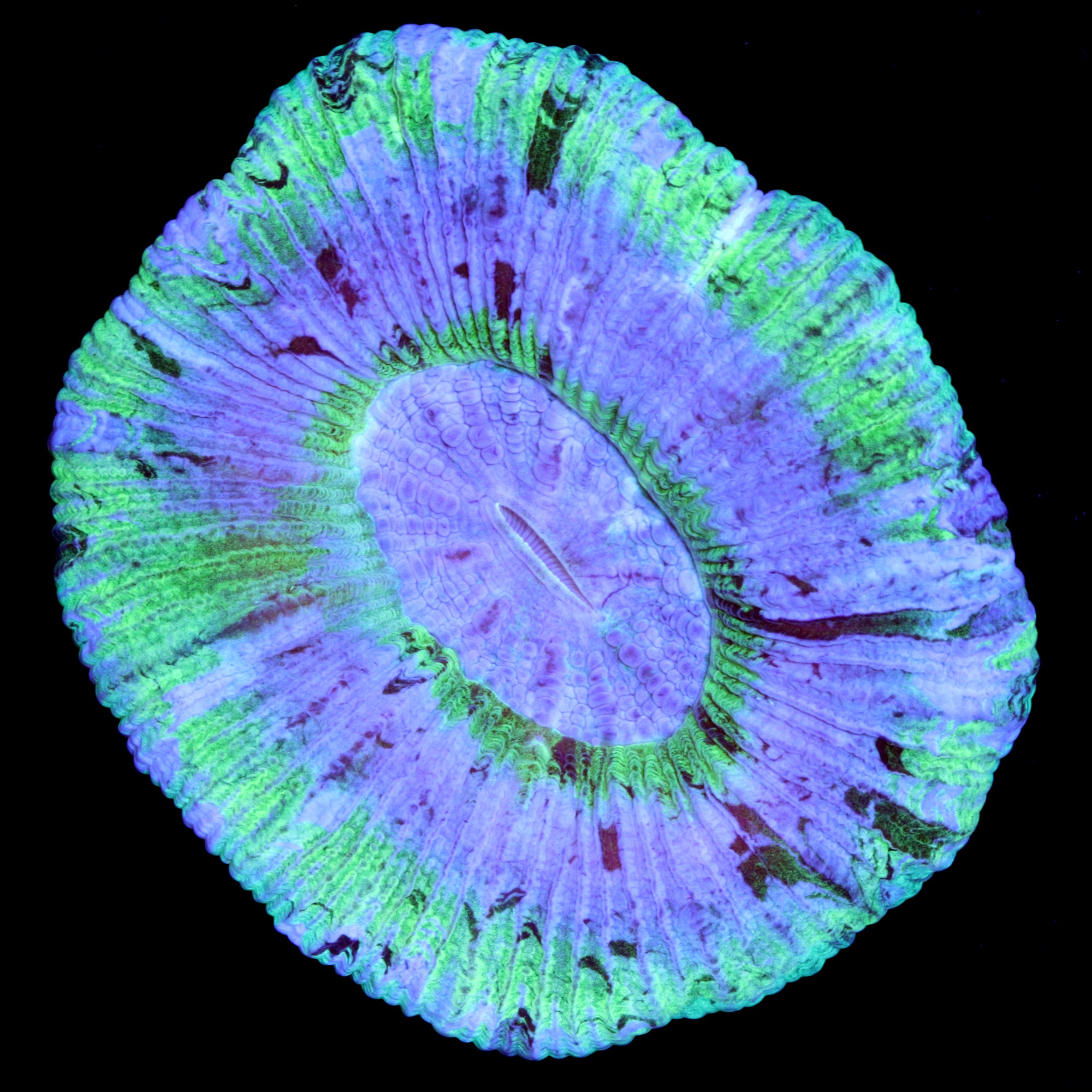 Blue Green Trachyphyllia Coral
