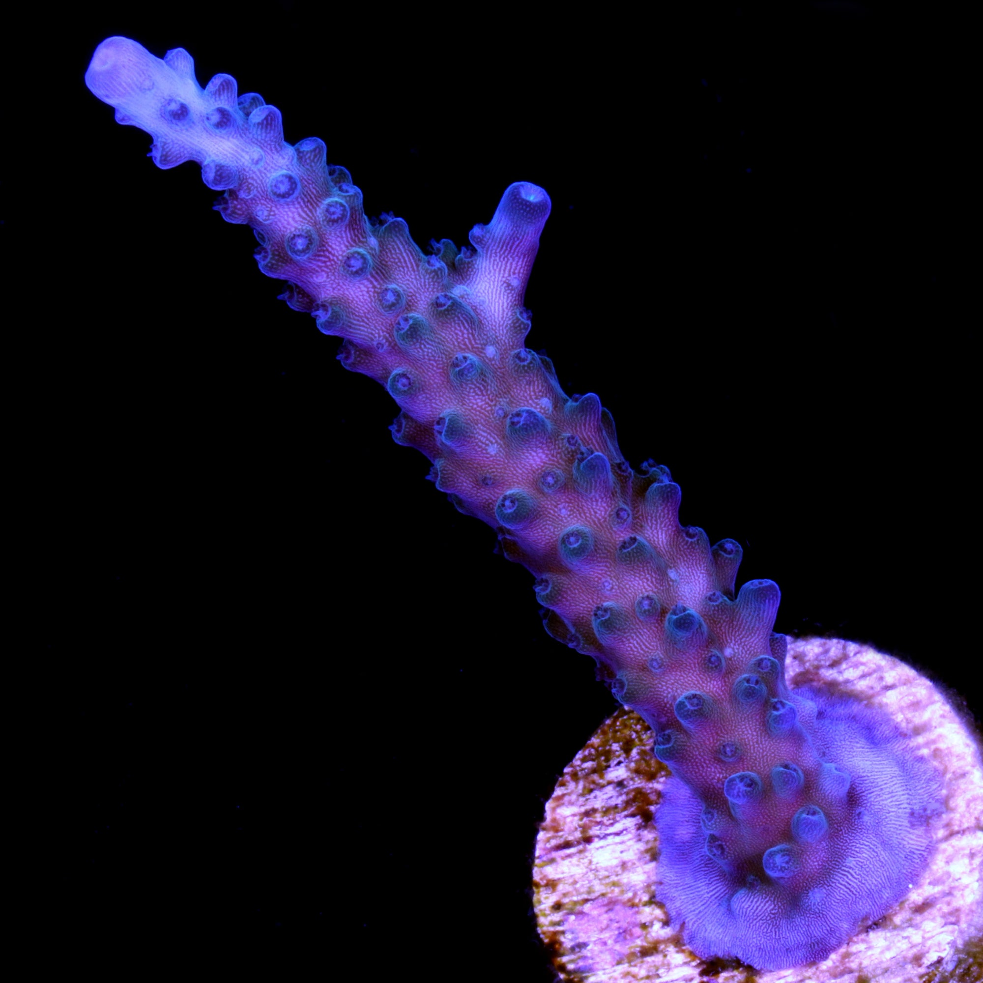 Blue Tip Staghorn Acropora Coral