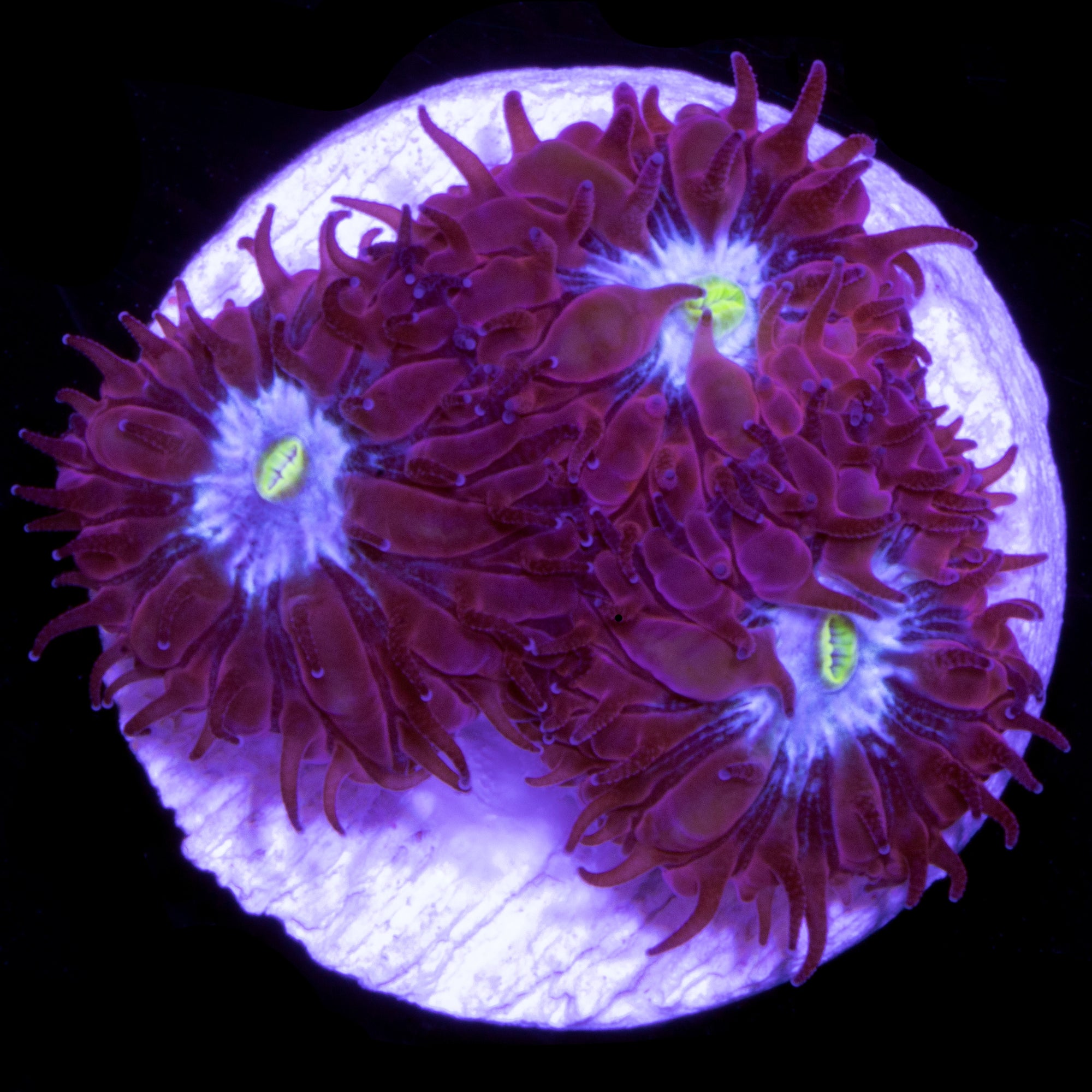 Vivid's Bubbleberry Blastomussa Merletti Coral