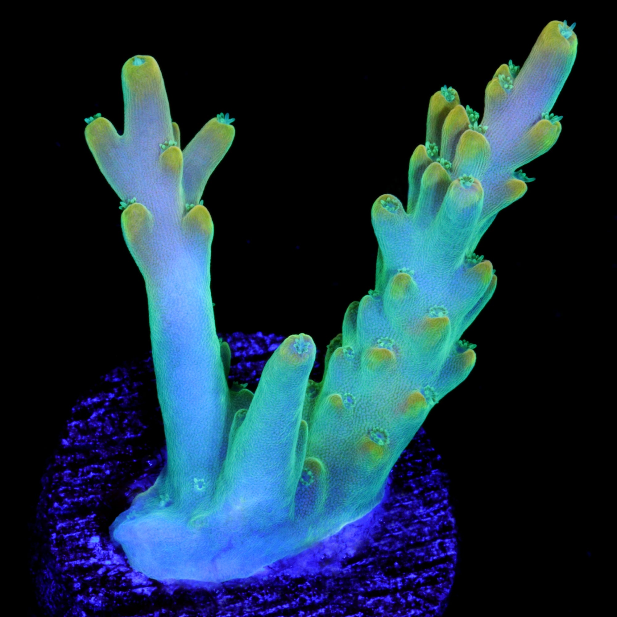 Vivid's Candyland Acropora Coral