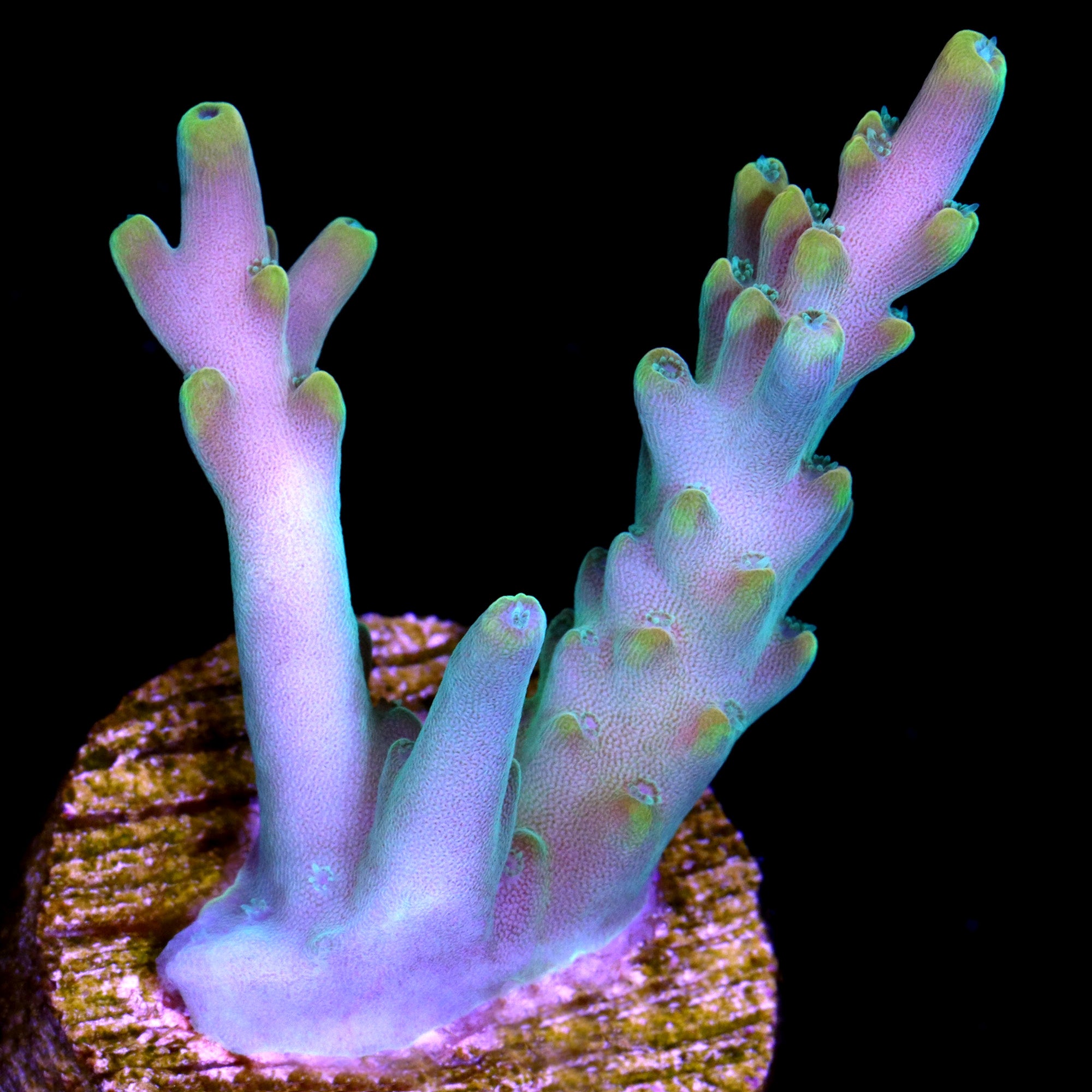 Vivid's Candyland Acropora Coral