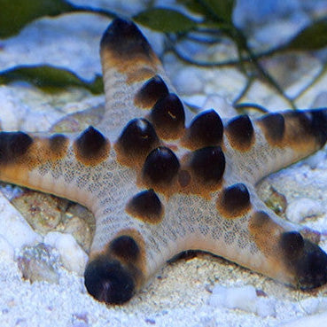 Buy star fish Online in INDIA at Low Prices at desertcart