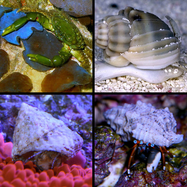 Beginner Corals for Sale Buy Beginner Corals Live Coral Rare