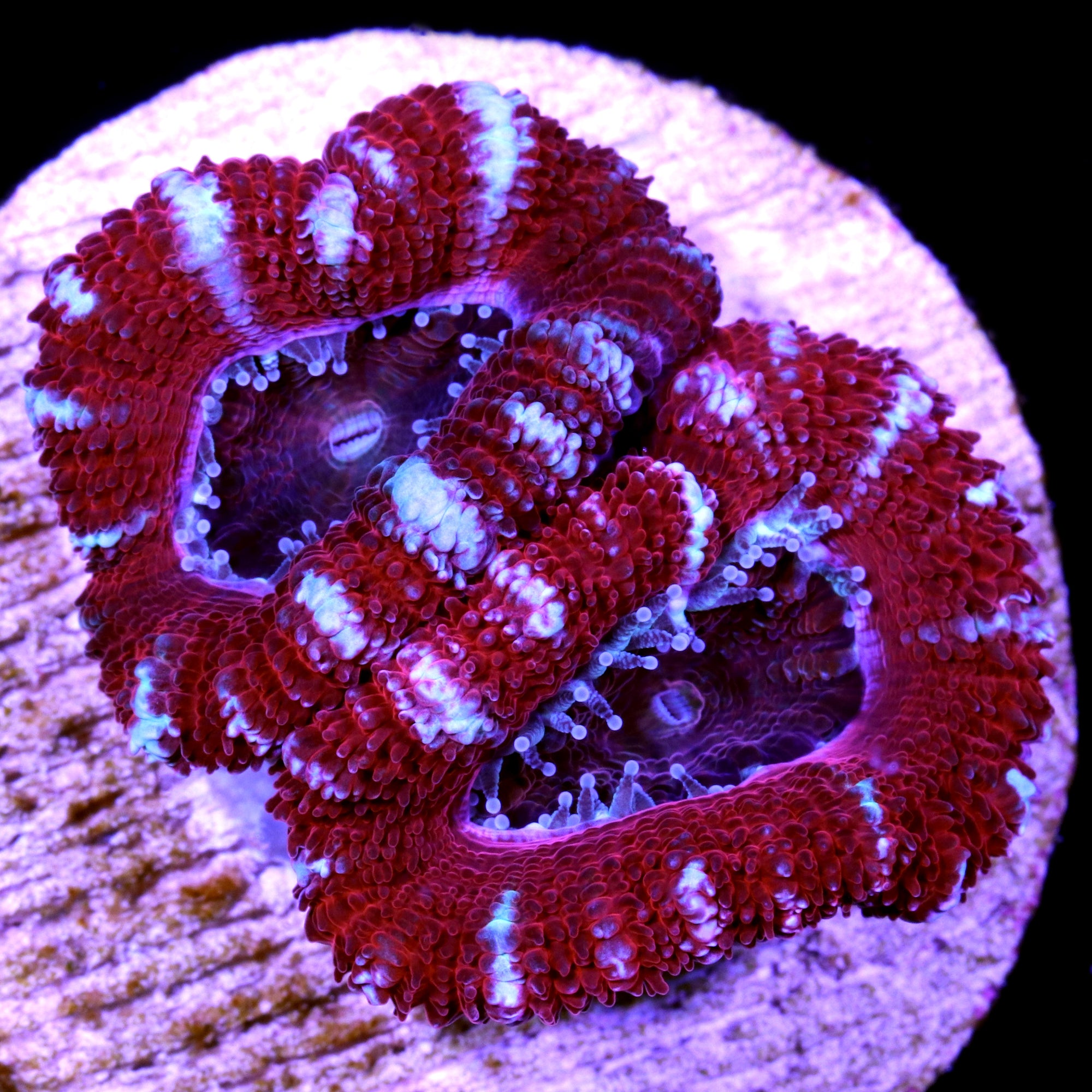 Vivid's Cotton Candy Lord Acan Coral