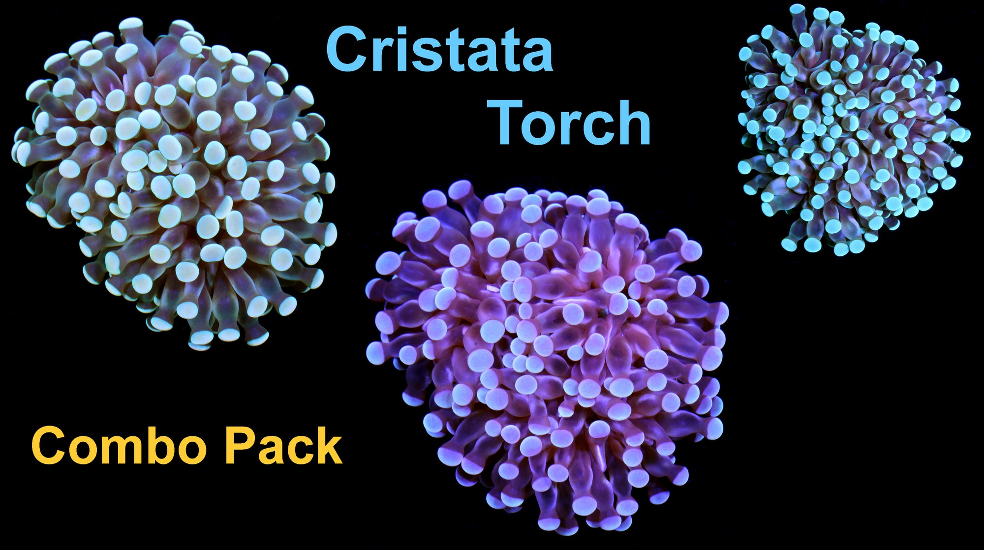Cristata Torch Coral Combo Pack