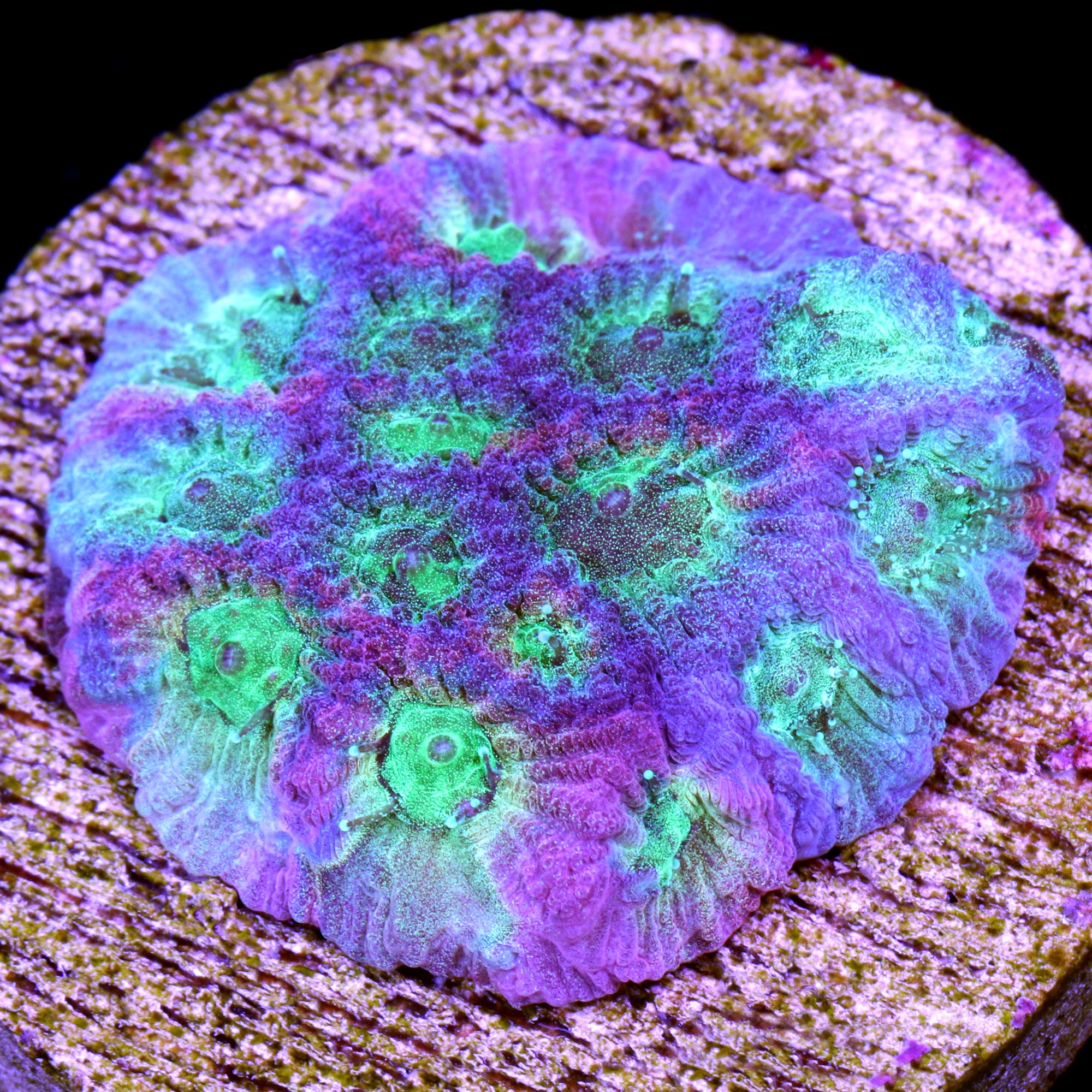JF Dayglow Favia Coral
