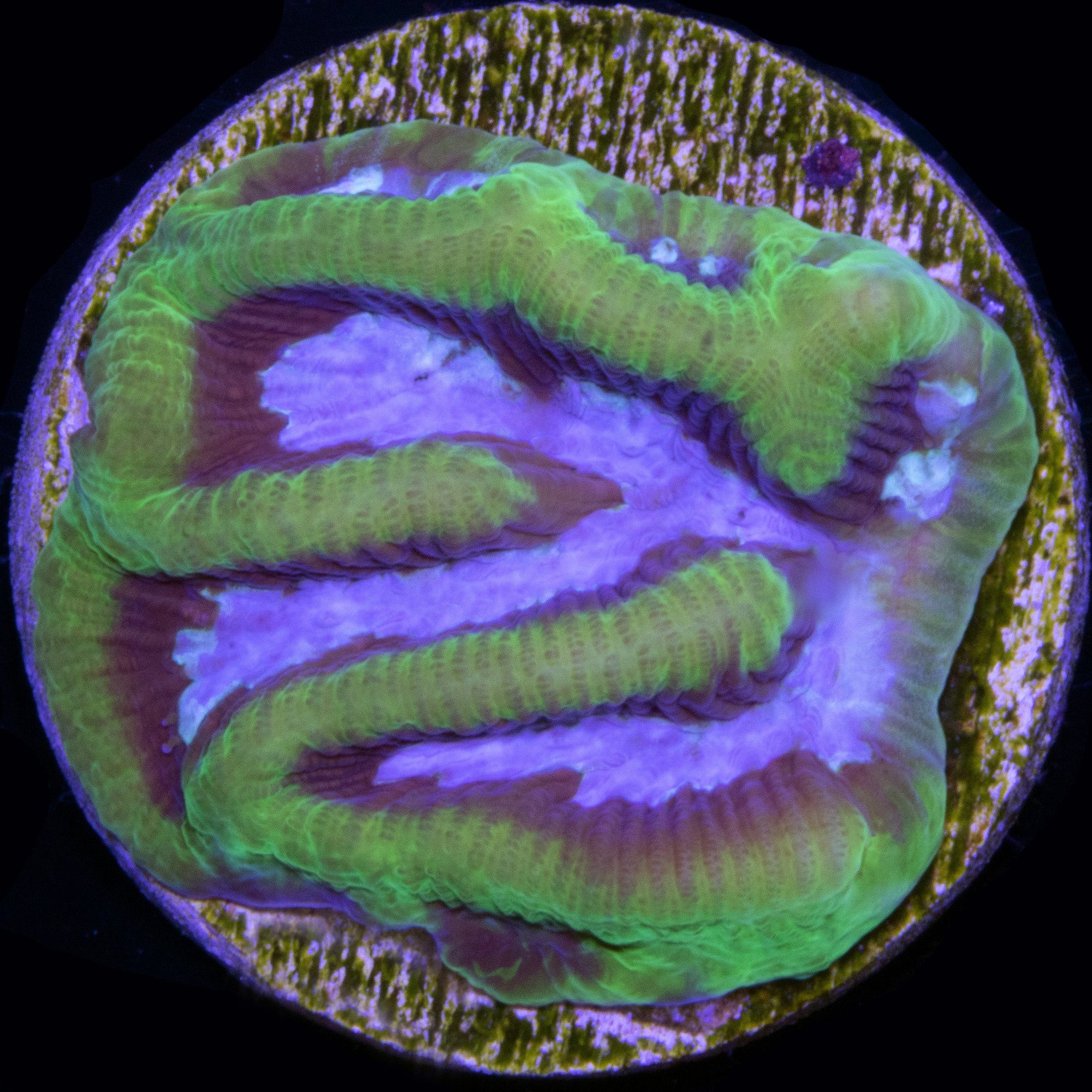 Vivid's Dragon Soul Platygyra Coral