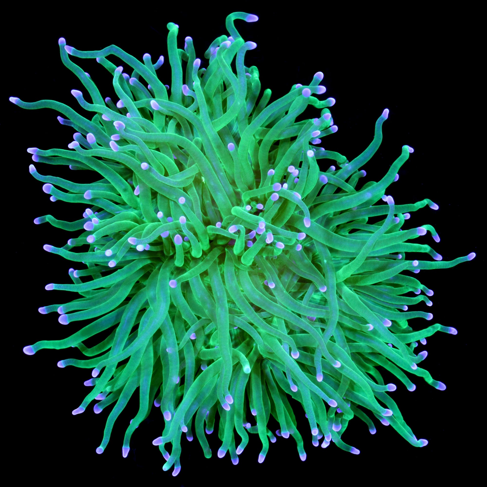 Indo Electric Green Torch Coral