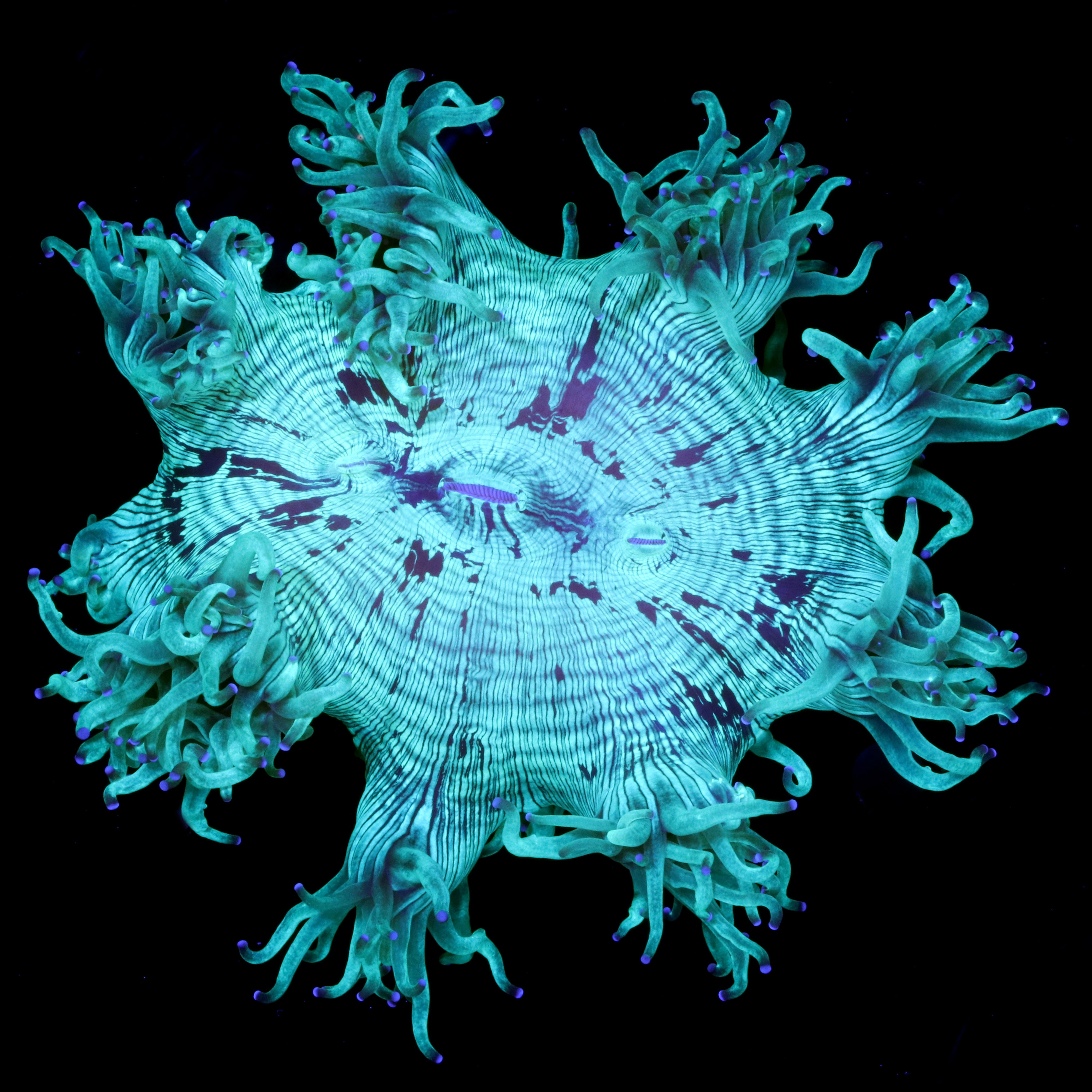 Australian Elegance Coral
