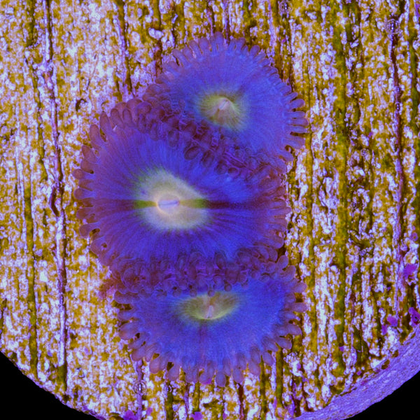 Buy AOI Zoa | Live Zoanthid Coral Sale - Vivid Aquariums