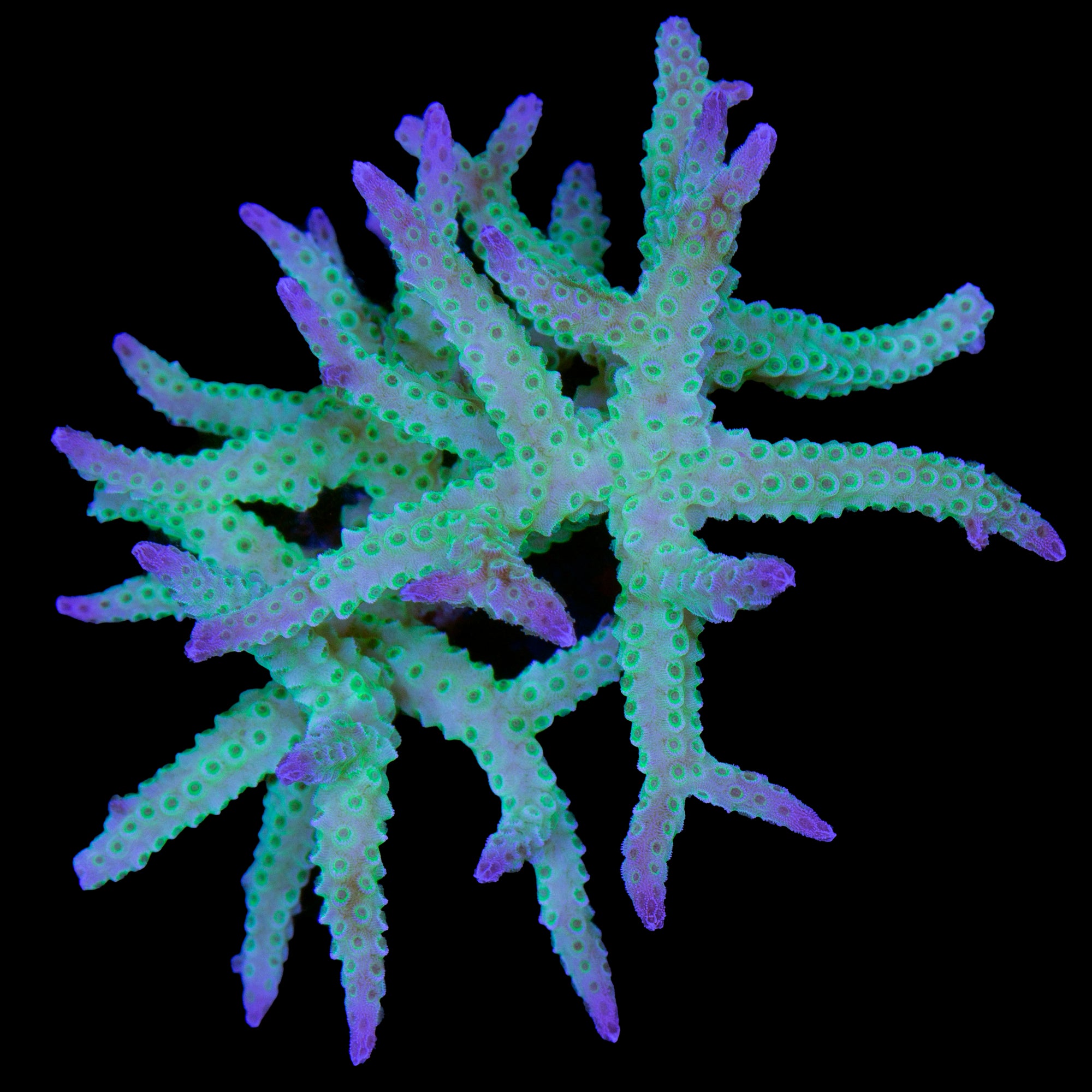 ORA Ponape Birdsnest Coral