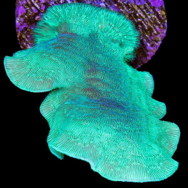 Vivid's Green Branching Pavona Coral | Buy Live Coral for Sale