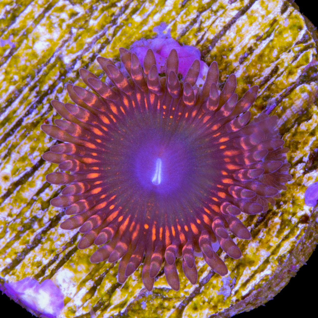 Zoanthids for Sale Buy Zoanthids Live Coral Rare Coral Coral