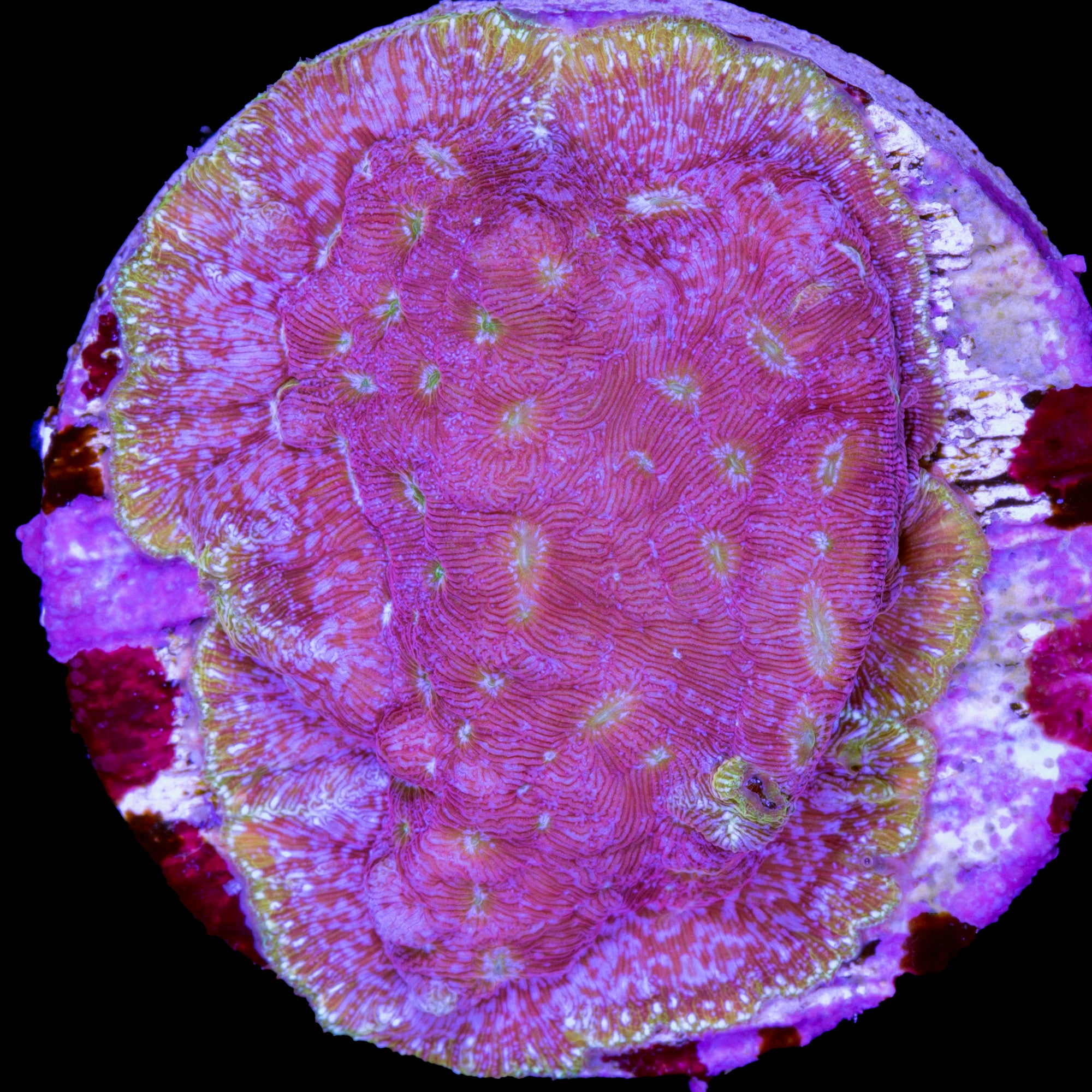 Klepto Leptoseris Coral