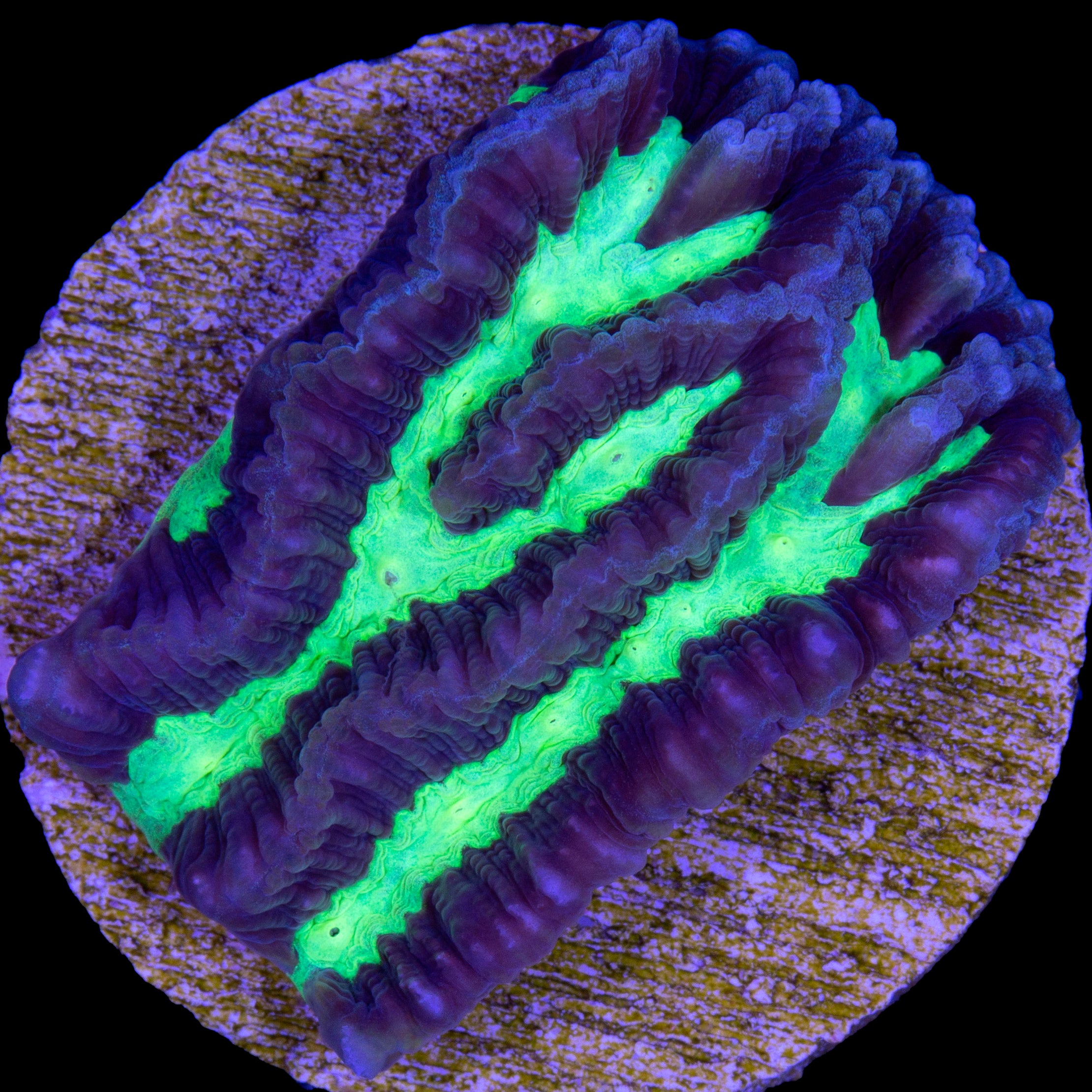 Alien Maze Brain Coral Buy Live Coral for Sale Vivid Aquariums
