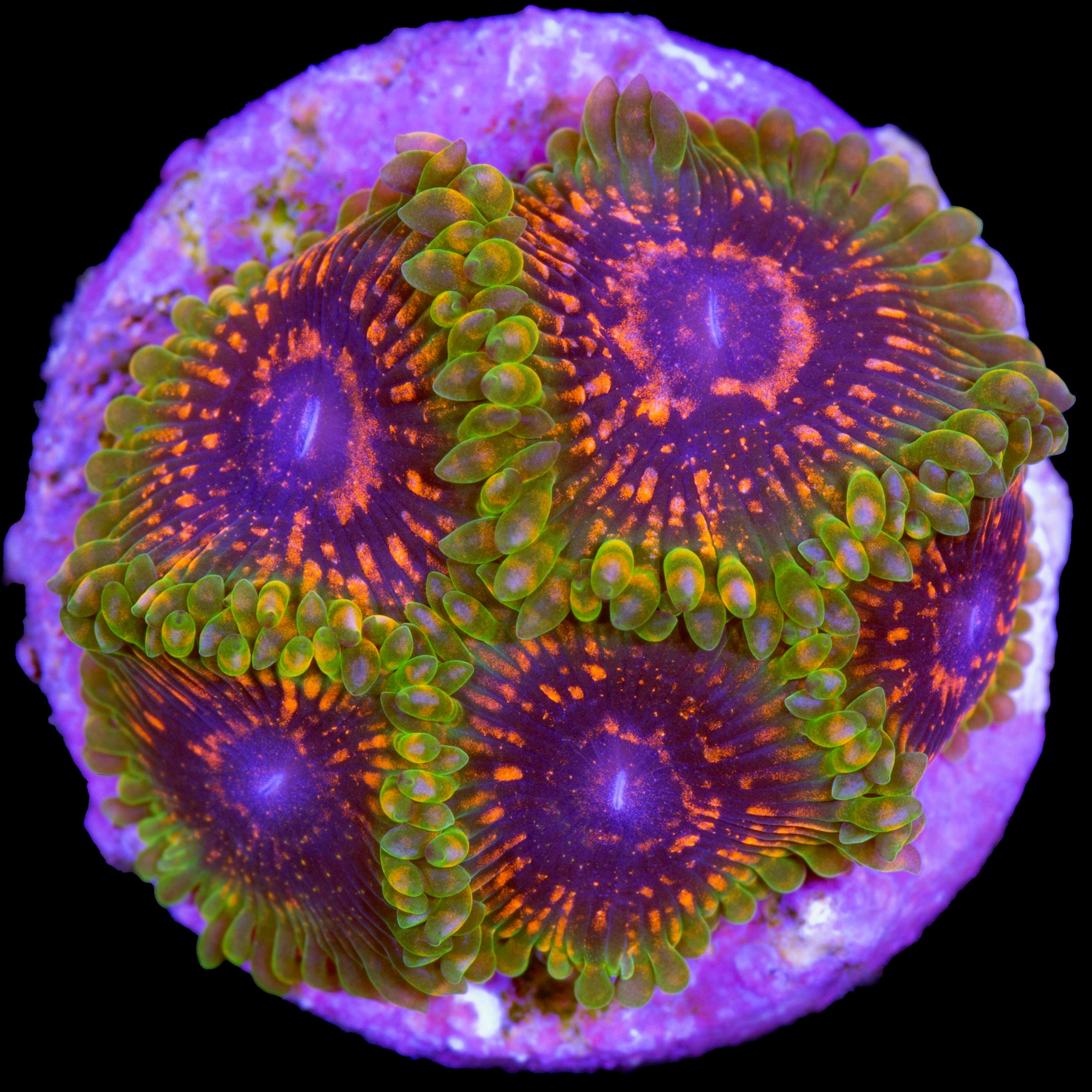 Predator Zoanthid Coral