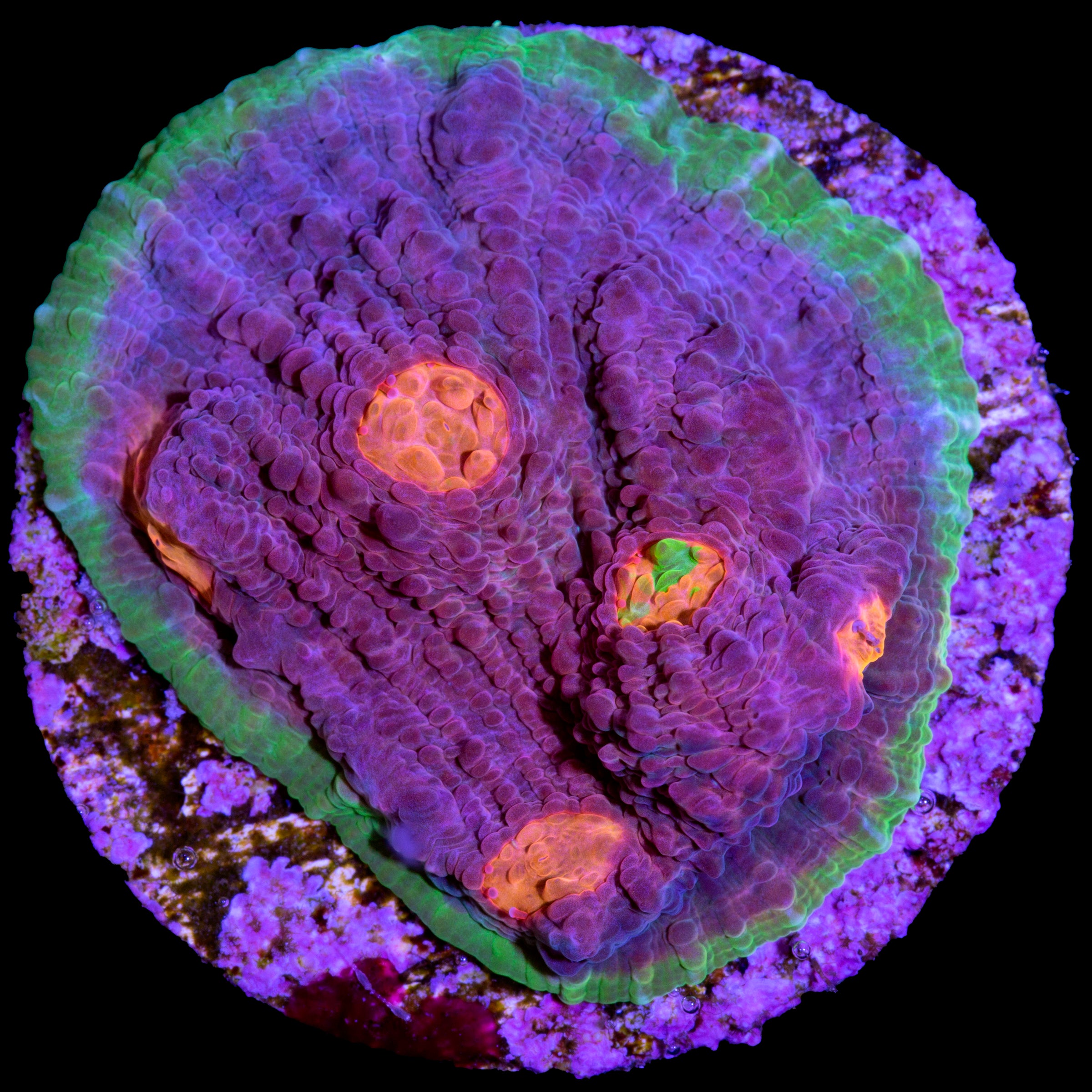 Buy Live Coral for Sale Rare Coral Sale Corals Vivid Aquariums Page 4