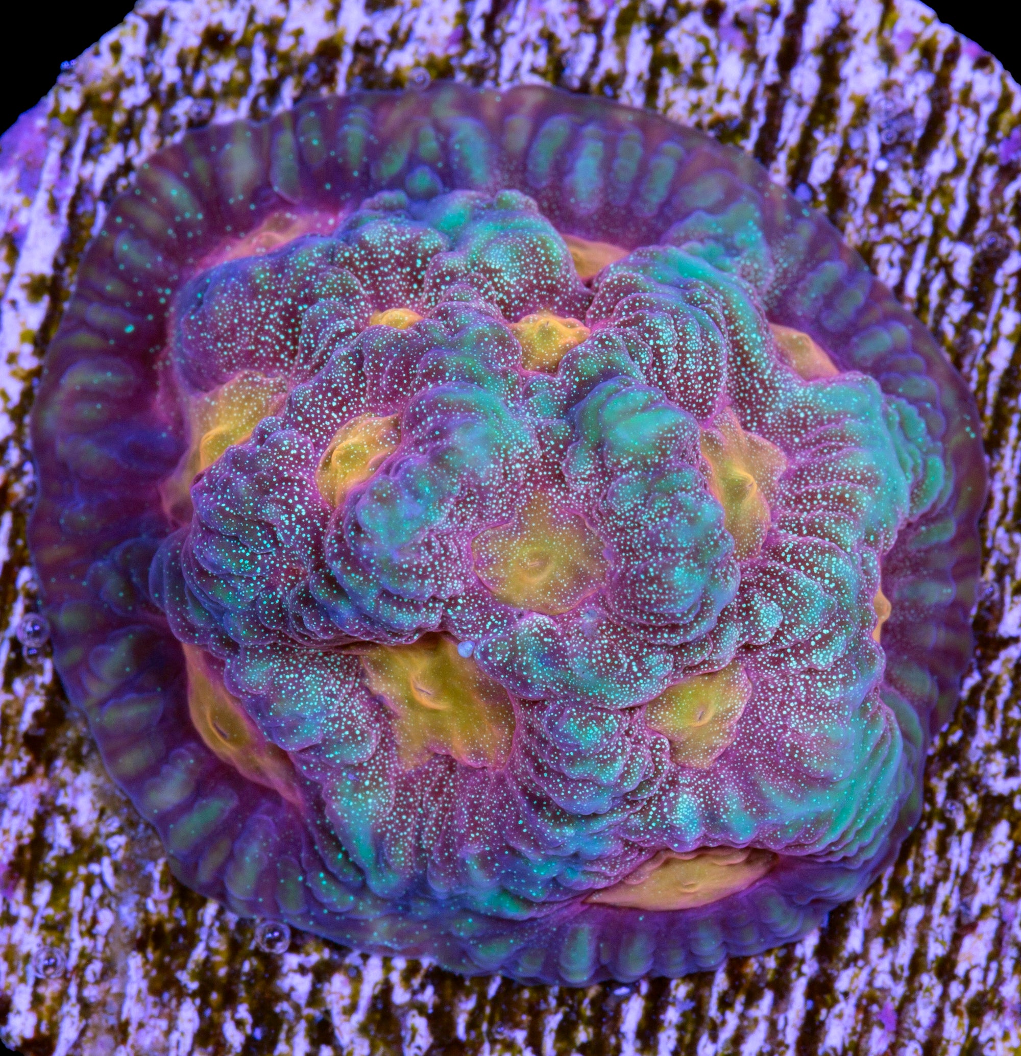 Baby's Breath Favia Coral
