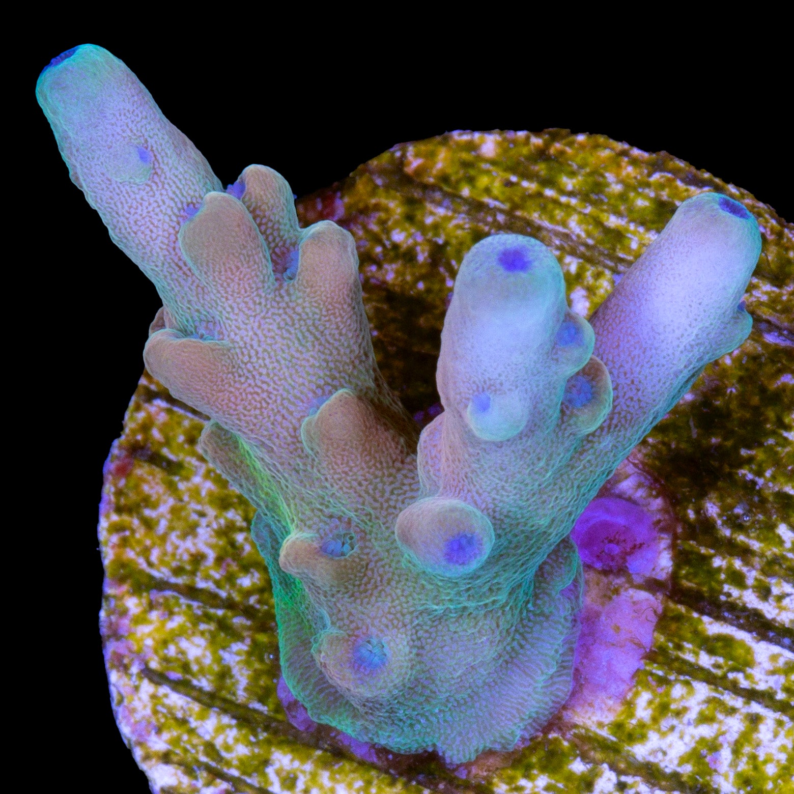 RRC Jawdropper Acropora Coral