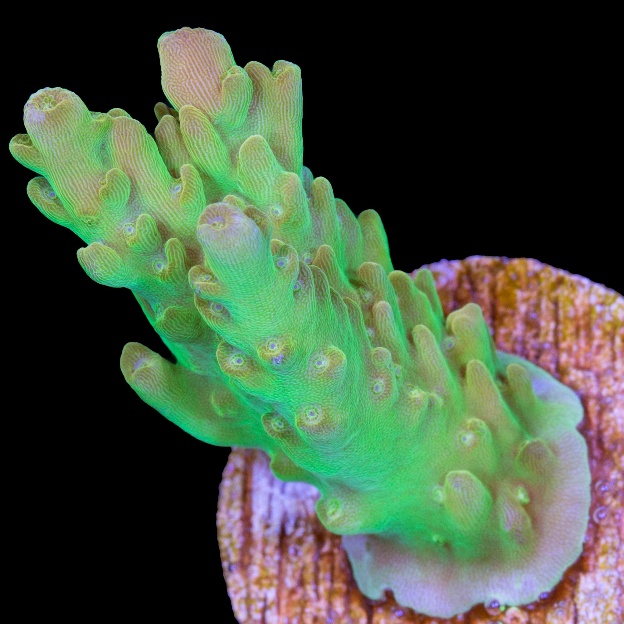 UC Slithern Acropora Coral
