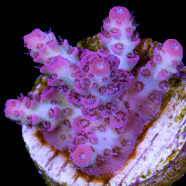 Vivid Tricolor Acropora Coral, Buy Live Coral for Sale